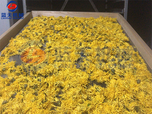 廣東中山菊花烘干機招商